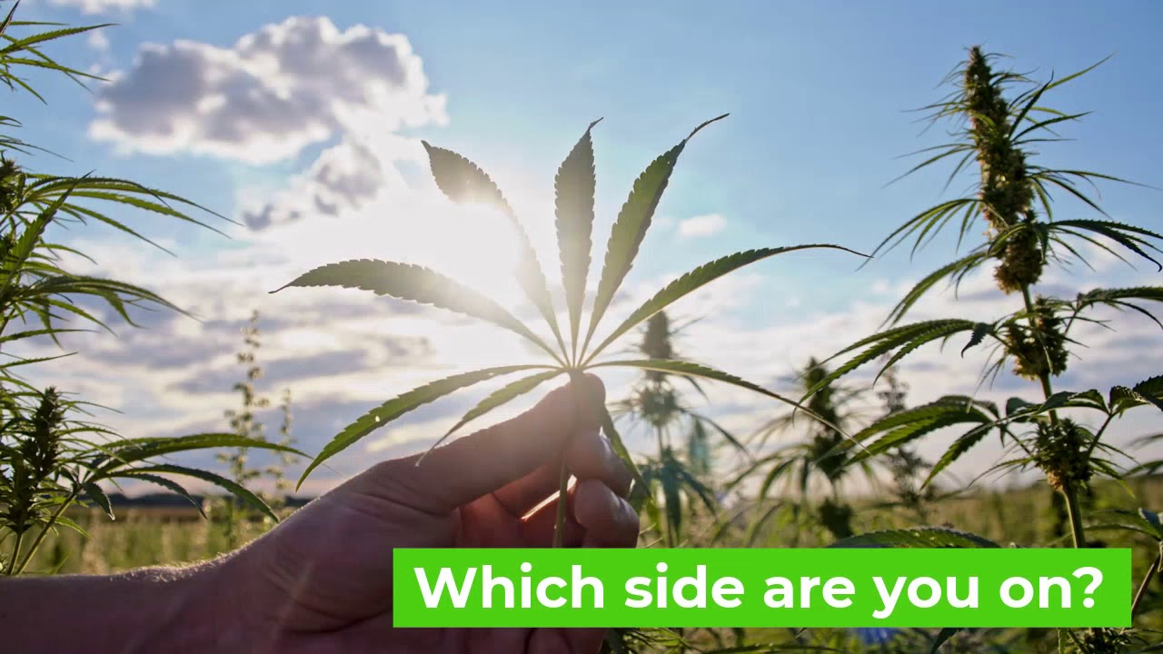 Marijuana and Texas? What side are you on?