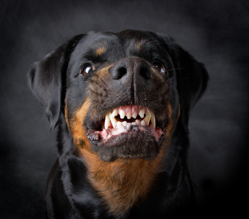 Dog of breed rottweiler.