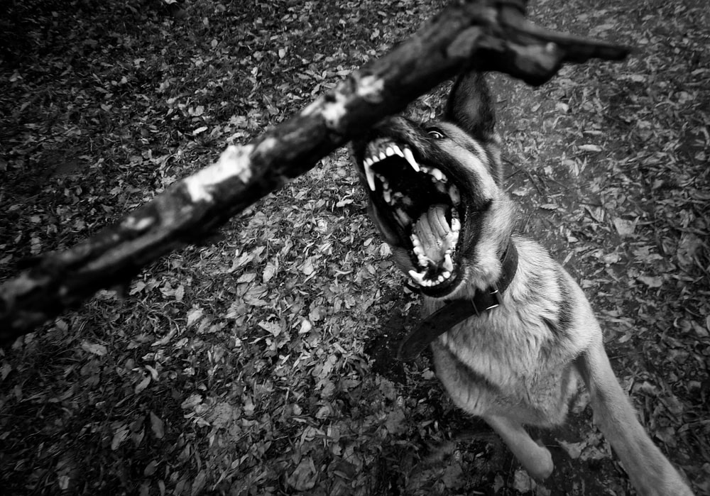 dog bite lawyer in Grand Prairie, TX